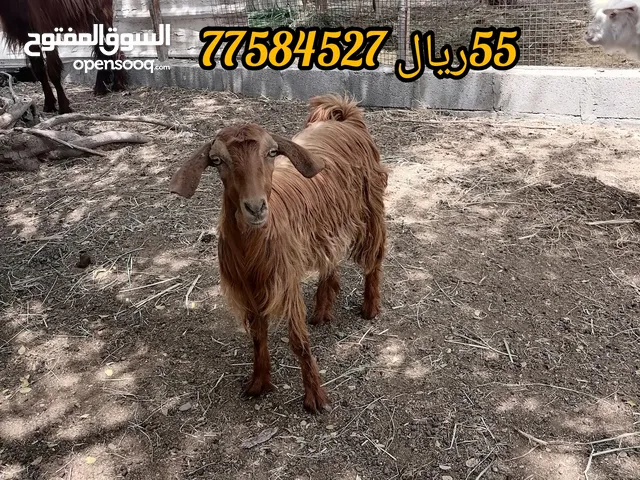 حلال متنوع التفاصيل ف الصوره