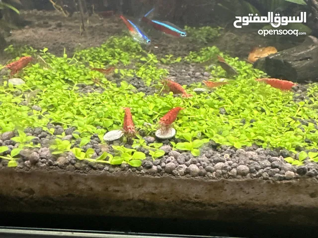 Cherry shrimp yellow and red