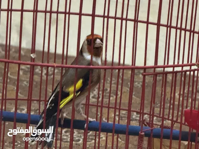 للبيع ذكر حسون ماشاء الله