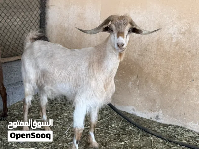 تيس محلي مخصاي