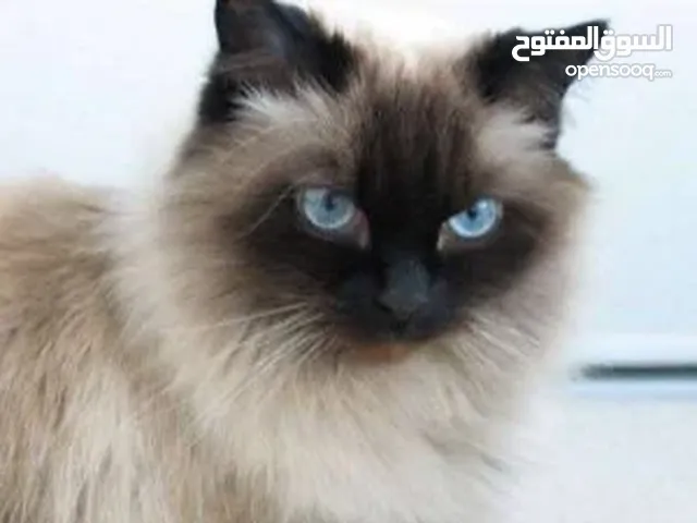 قطه هادئه مطيعه