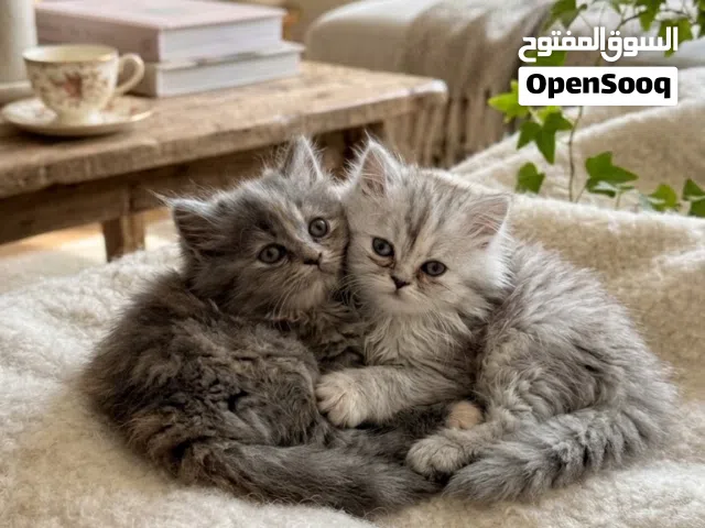 Shiriazy Kittens For Sell