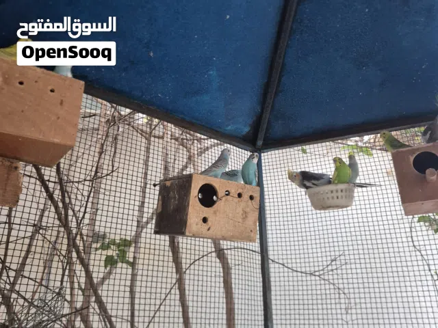 بغبغات بركيه في 13