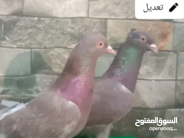 سلام عليكم يلي عنده حمام  لوت طيب وموثق ومن رس معروف يراسلني كون من البصره