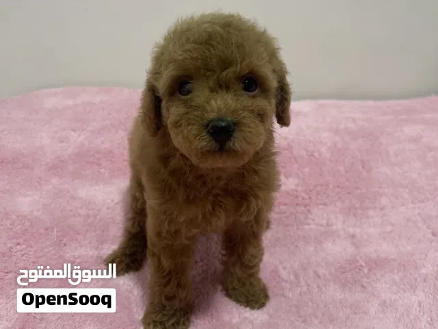 Toy Poodle