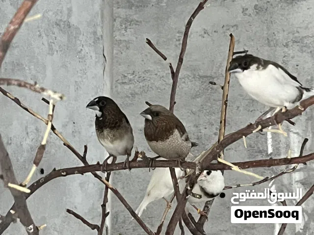 طائر الزينة