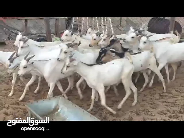 للبيع تيس العدد 21