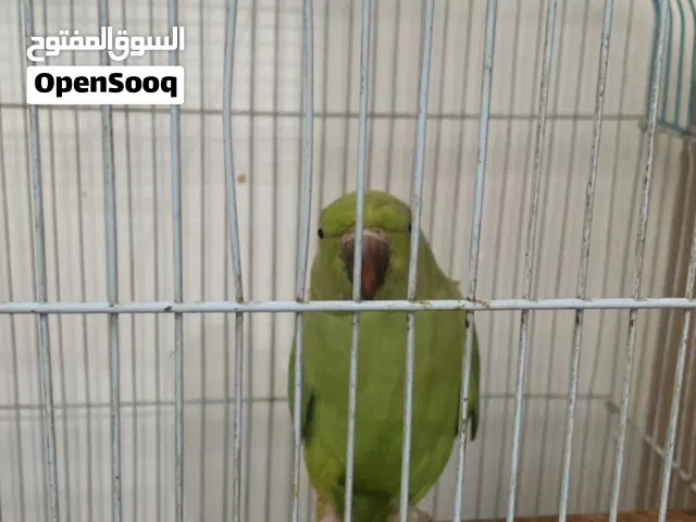 دره وحشي مكطعوعه رجله