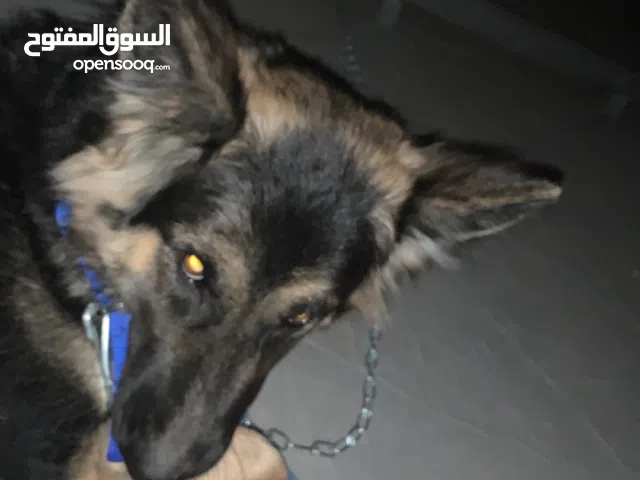 جيرمن شيبرد بيورر