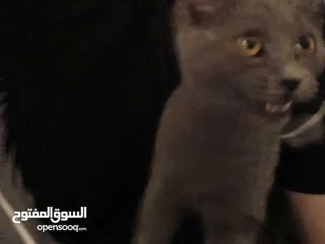 قطط للبيع في بنغازي عند صيدليه مستقبل في شبنه.