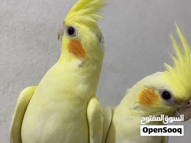 كوكتيل مدرب هدد وأليف جداً
