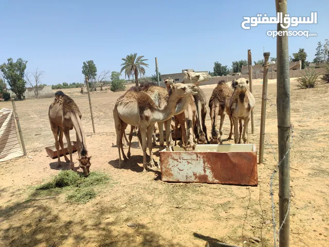 10 قعدان للبيع بسعر كويس