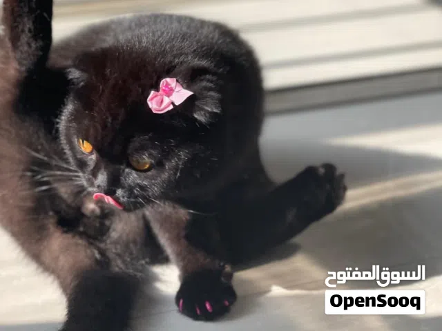 Scottish Fold