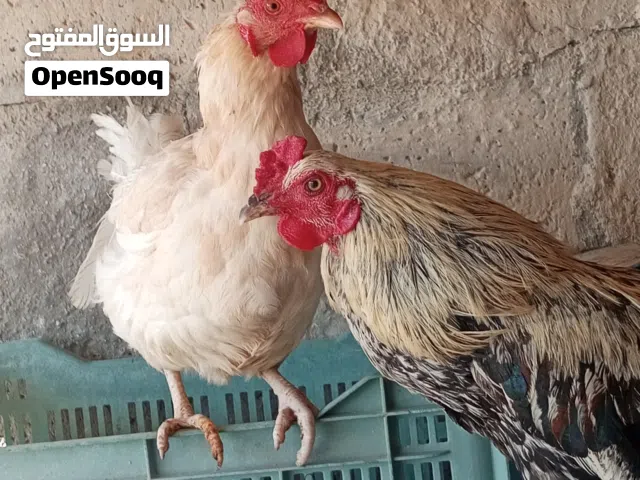 دجاجتين وديك للبيع