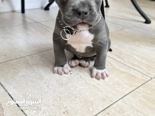 جرو بولي xl