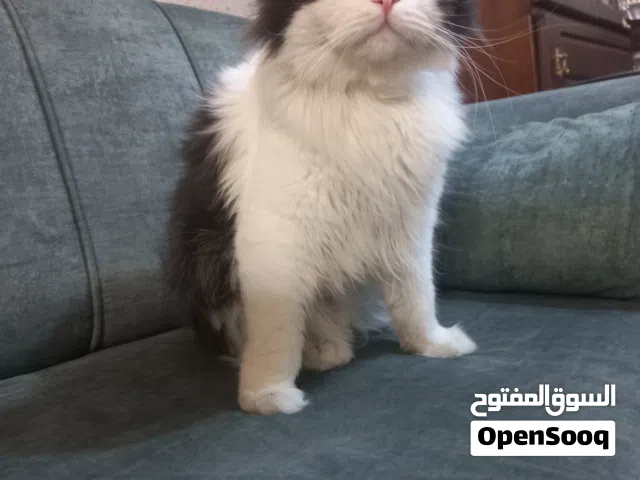 قط للتزاوج مجانًا