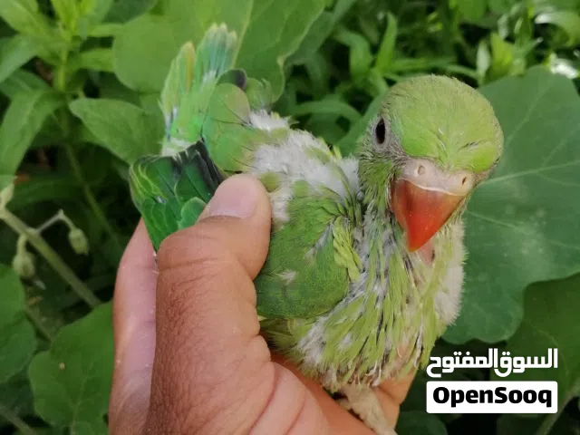 فروخ متوة أخضر