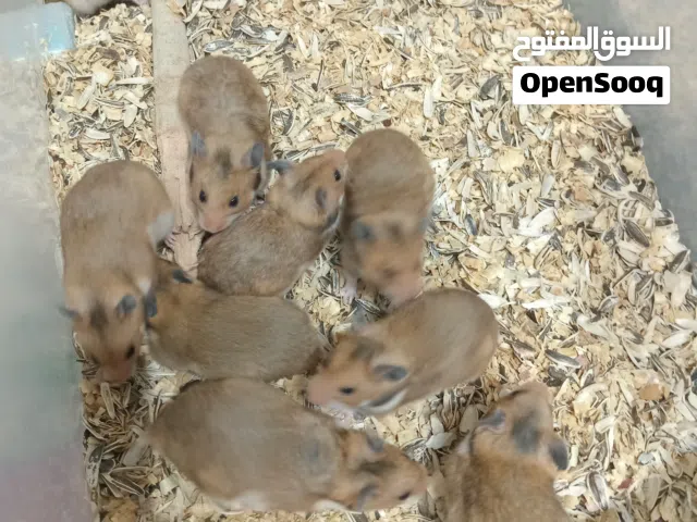 السلام عليكم هامستر للبيع