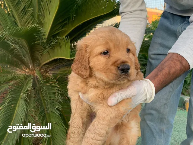 كلاب للبيع في عمان : مالتيزر كلب : سعر جرو : شراء كلب : بطباط (كلب) | السوق  المفتوح