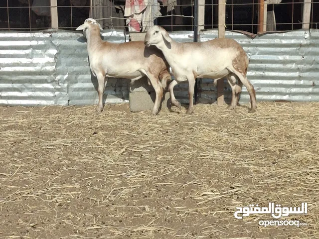 اكباشه فلقة توم تهجين سوداني للبيع اقرا الوصف قبل التواصل