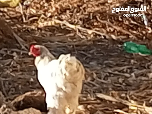 ديوك براهما للبيع عمر سنه ديوك بلدي عمر سنه