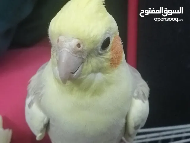 ذكور كوكتيل بايد للبيع