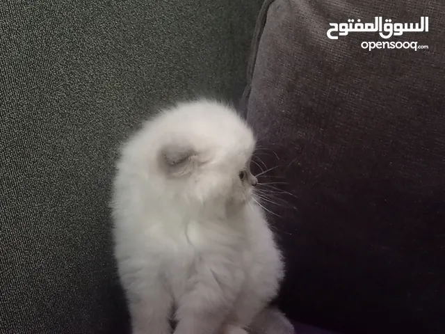 قطة للبيع في الاردن(عمان)