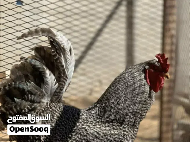 سلام عليكم جمعتكم مباركة متوفر فروج فرنساوي للبيع موصفات الله يبارك