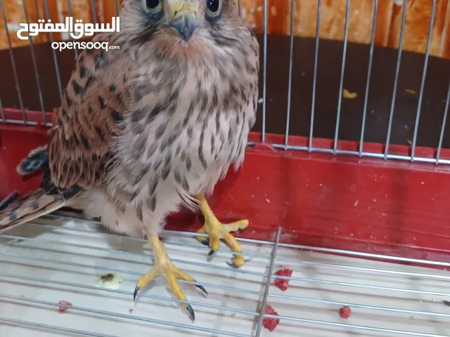 طير باشق للبيع السعر 30 دينار