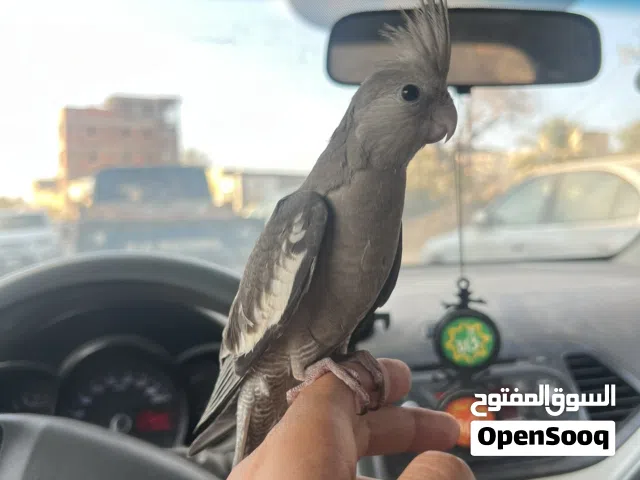 كوكتيل ترويض