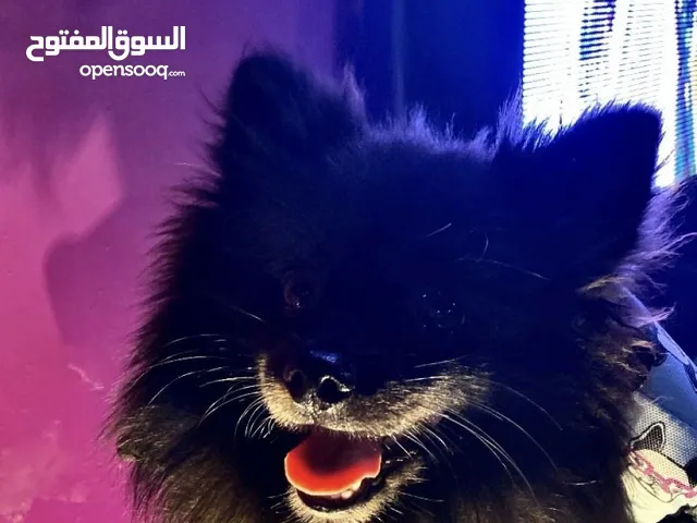كلب بومريان لتزاوج