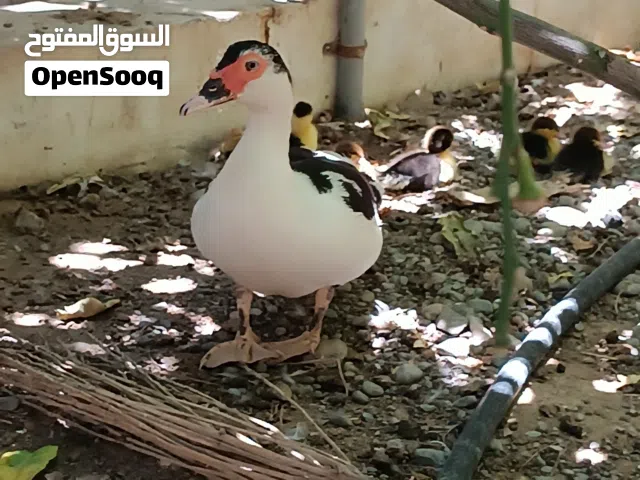 للبيع بط مصري