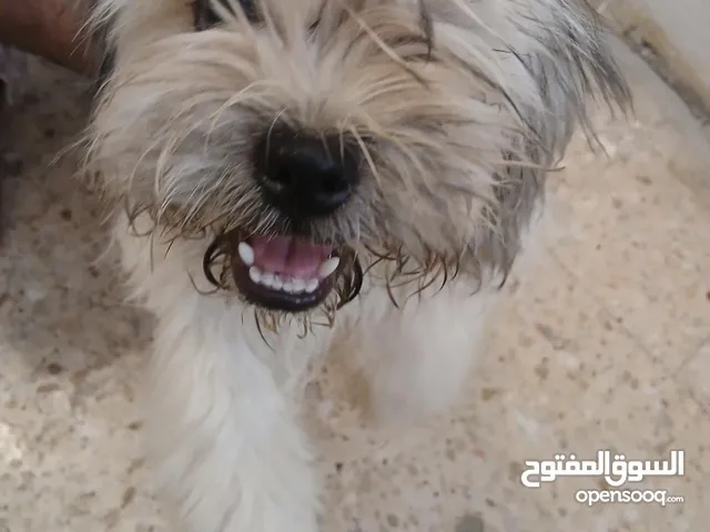 dog for sale