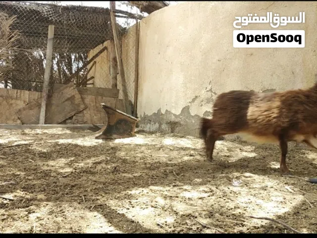 كبش عماني مكراني أصيل من سلالة الجبل