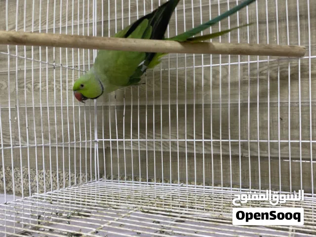 ببغاء الدرة مع القفص صحته ممتازة
