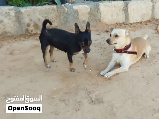 3انتايات ودكر تشواو ربي بارك يعلبو وجوهم امليح  طرابلس سوق الجمعة