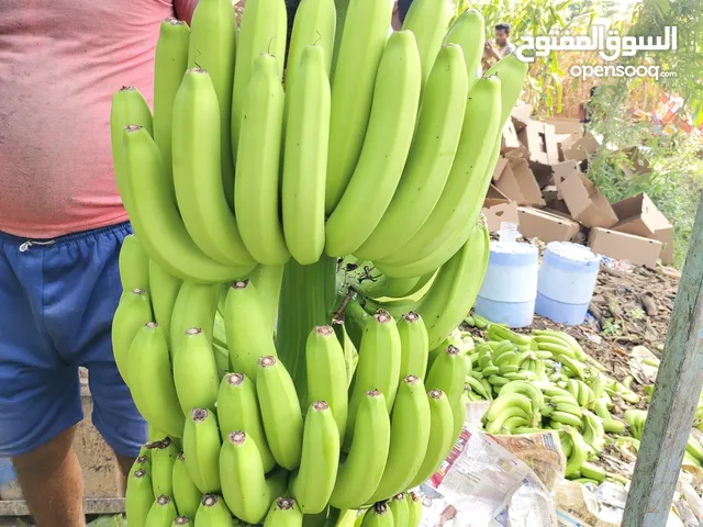 موز طازج عالي الجودة - صنف A - صندوق 18.5 كجم للتصدير إلى جبل علي