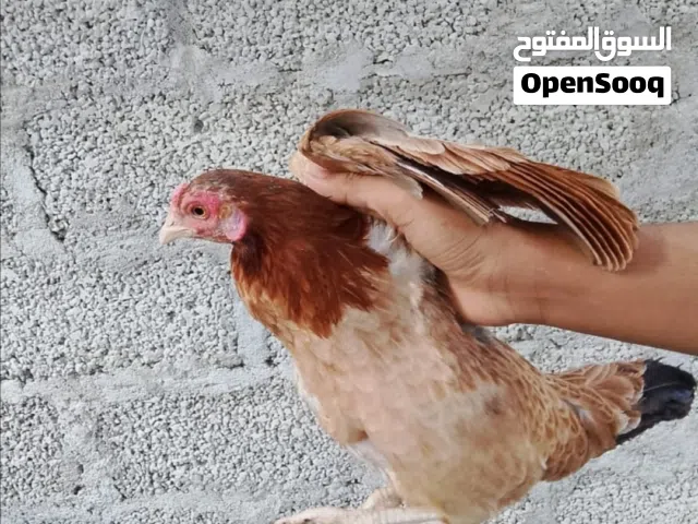 معندي دجاج عماني يبيض باغي اساقب ب دجاج الوهمان
