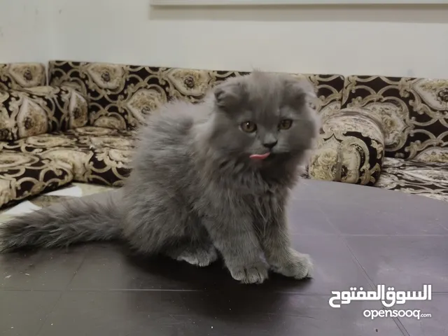 بسم الله ما شاءالله قط شيرازي لعوب وهادي ونظيف