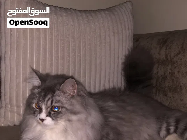 قط شيرازي بيور