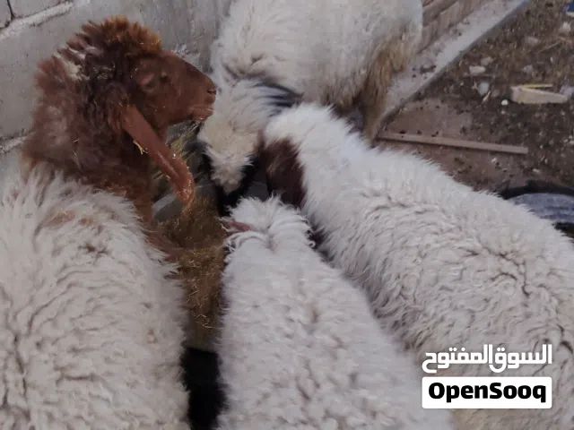 طليان للبيع 4 اثنان نثايه واثنان فحله