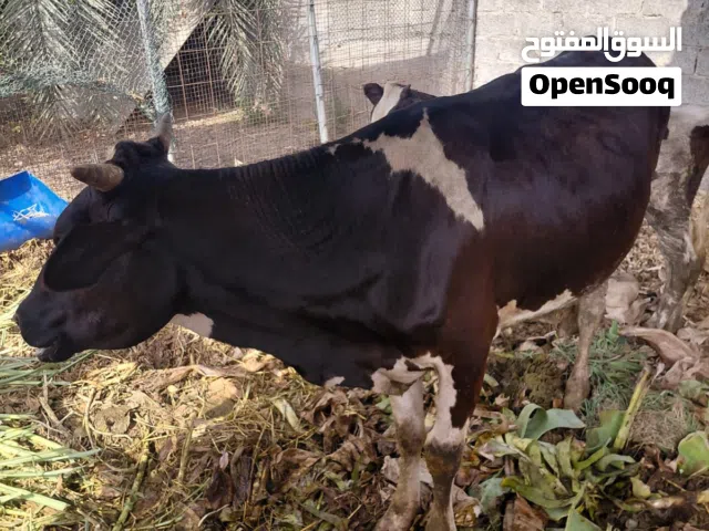 بقره ضفاريه