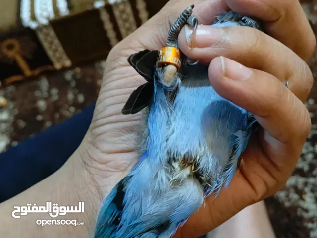 السلام عليكم عندي افراخ ثنين غندور اخوات صحه فول ما بيهن اي مرض بدايه فطام زق ما ياكلن بس خاشوكه