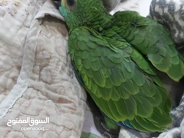 ببغاء امازون بلو فرندد صغير أليف