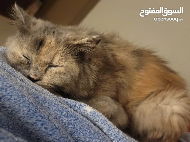 قطة للتبني