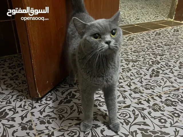 British Short Hair Female Cat
