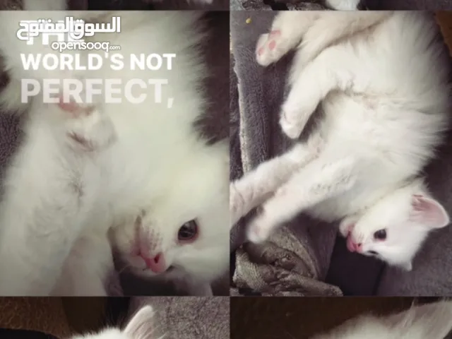 قط ابيض شيرازي