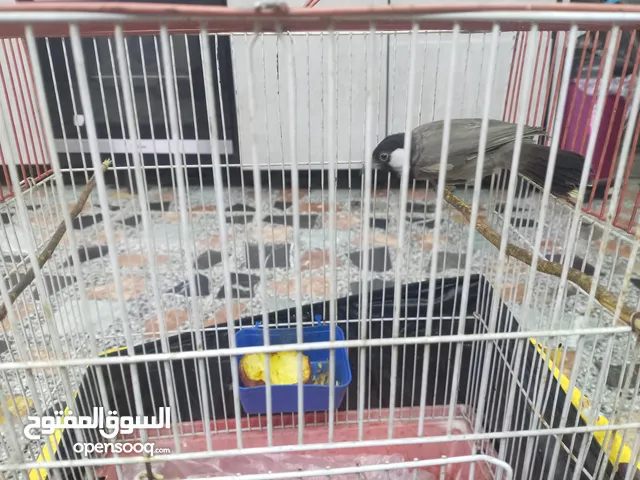 بلبل وحشي للبيع