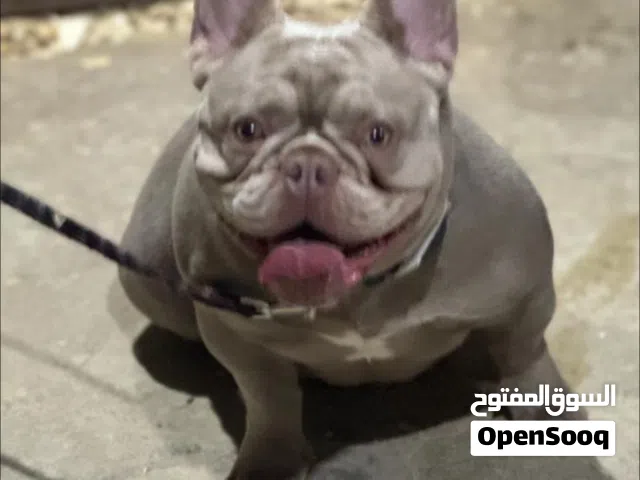 للبيع فرنش مستوي قوي جدا