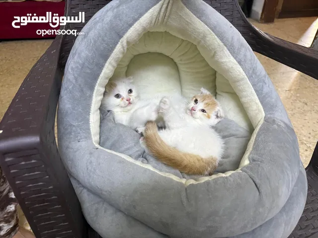 قطط كتن للبيع سكوتش فولد شورت هير باسعار رمزيه